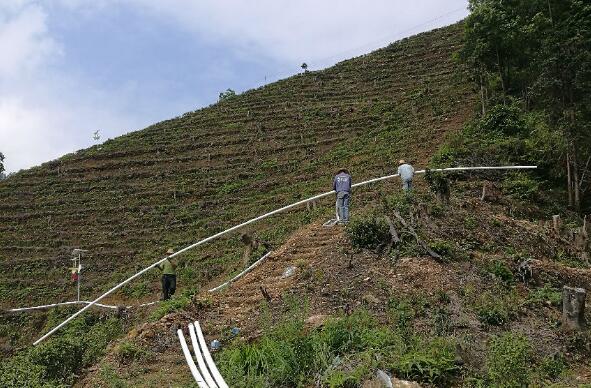 巧用滴灌，農(nóng)專(zhuān)家手把手教你種出好柚子！