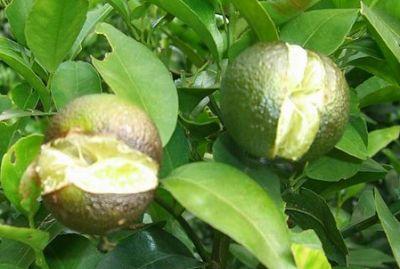 果實(shí)到底為什么會(huì)裂果，原因居然是這些！